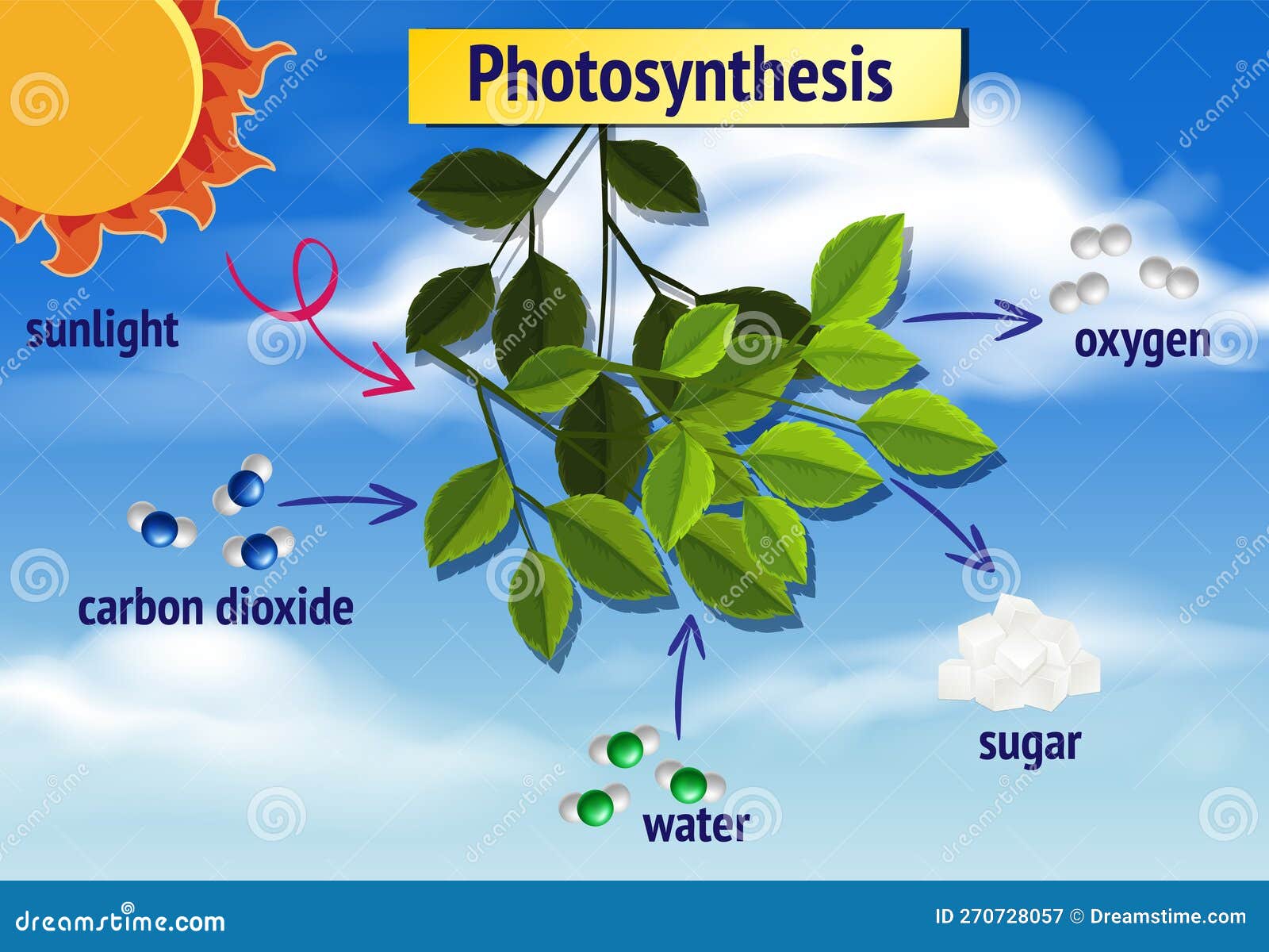 Diagram of Photosynthesis for Biology and Life Science Education Stock