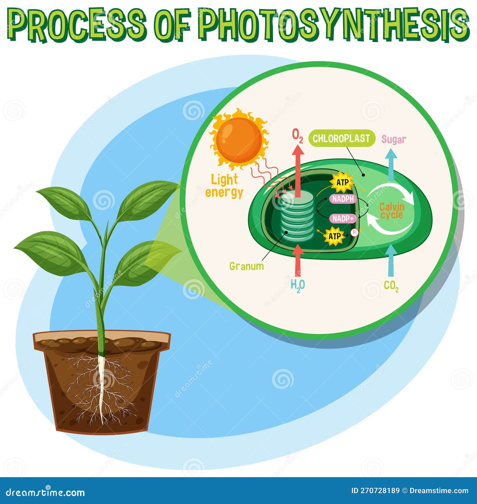 Diagram of Photosynthesis for Biology and Life Science Education Stock