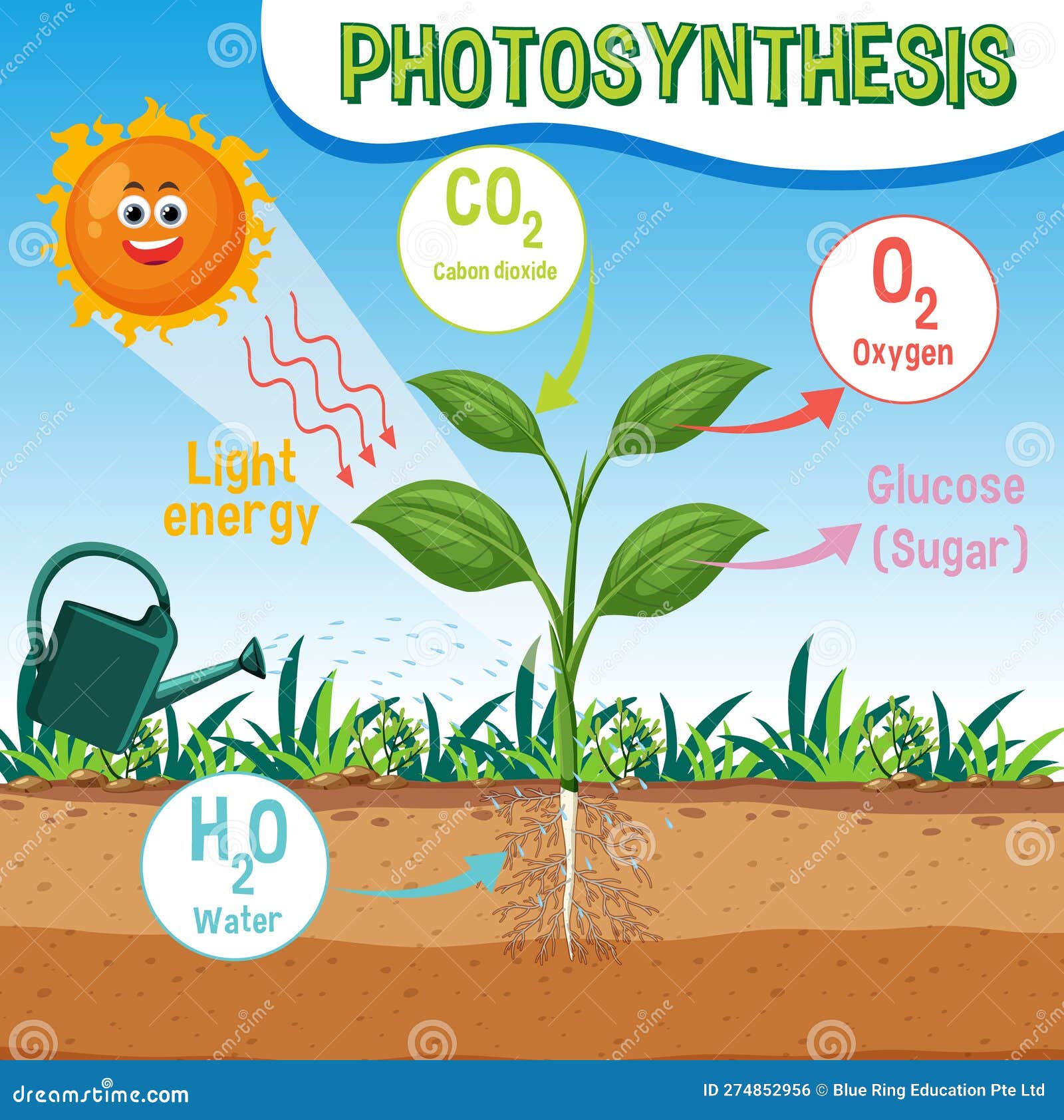 Diagram Of Photosynthesis For Biology And Life Science Education Stock diagram-of-photosynthesis-for-biology-and-life-science-education-stock