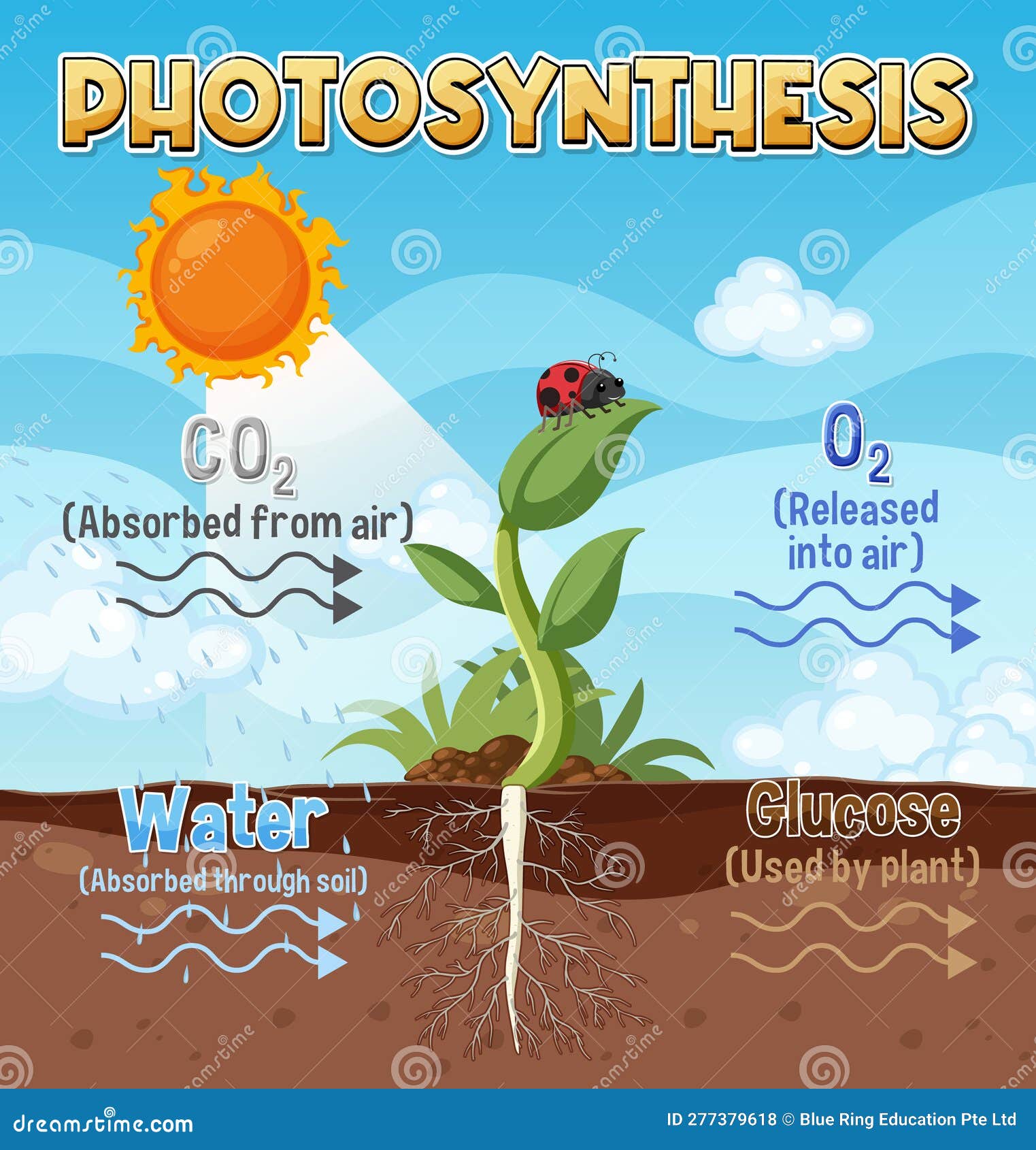 Diagram of Photosynthesis for Biology and Life Science Education Stock