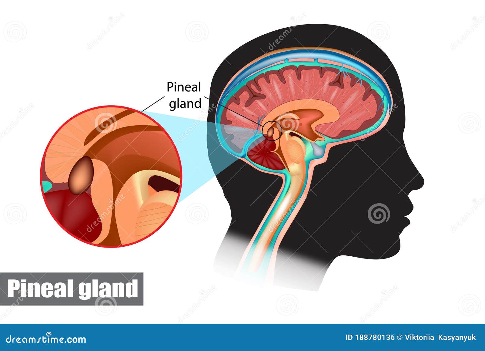 Brain Anatomy Pituitary Gland