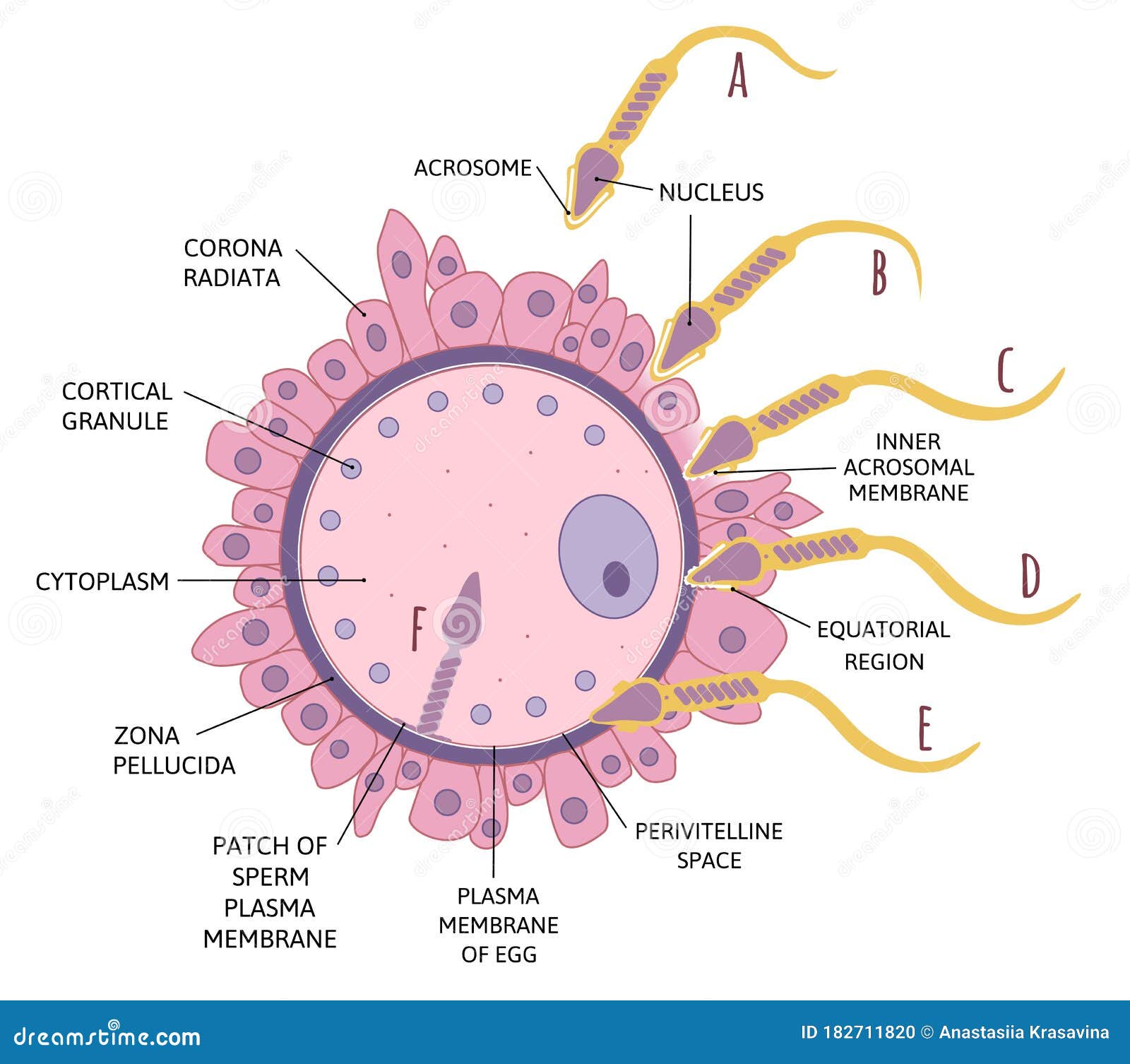 fertilization diagram