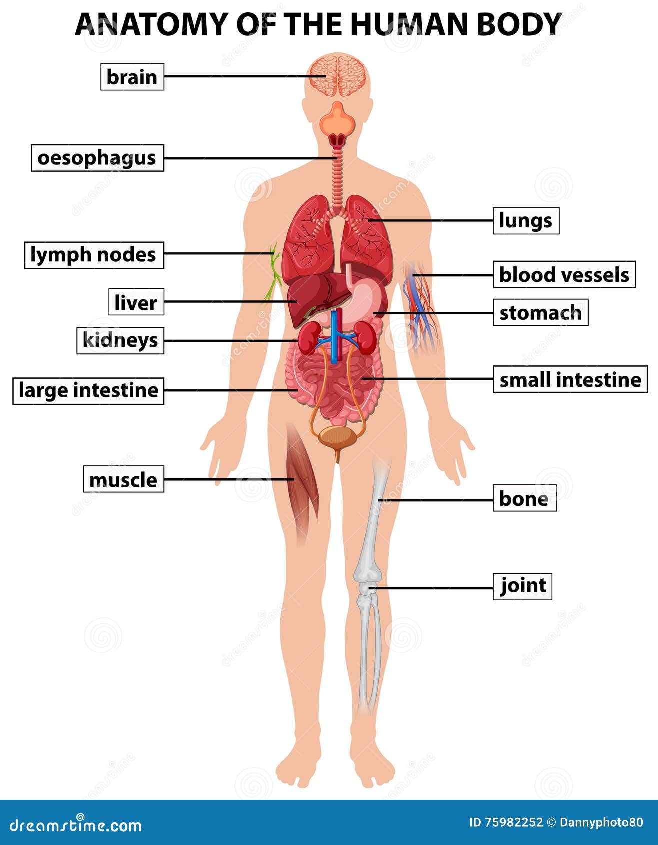 human body diagram labeled