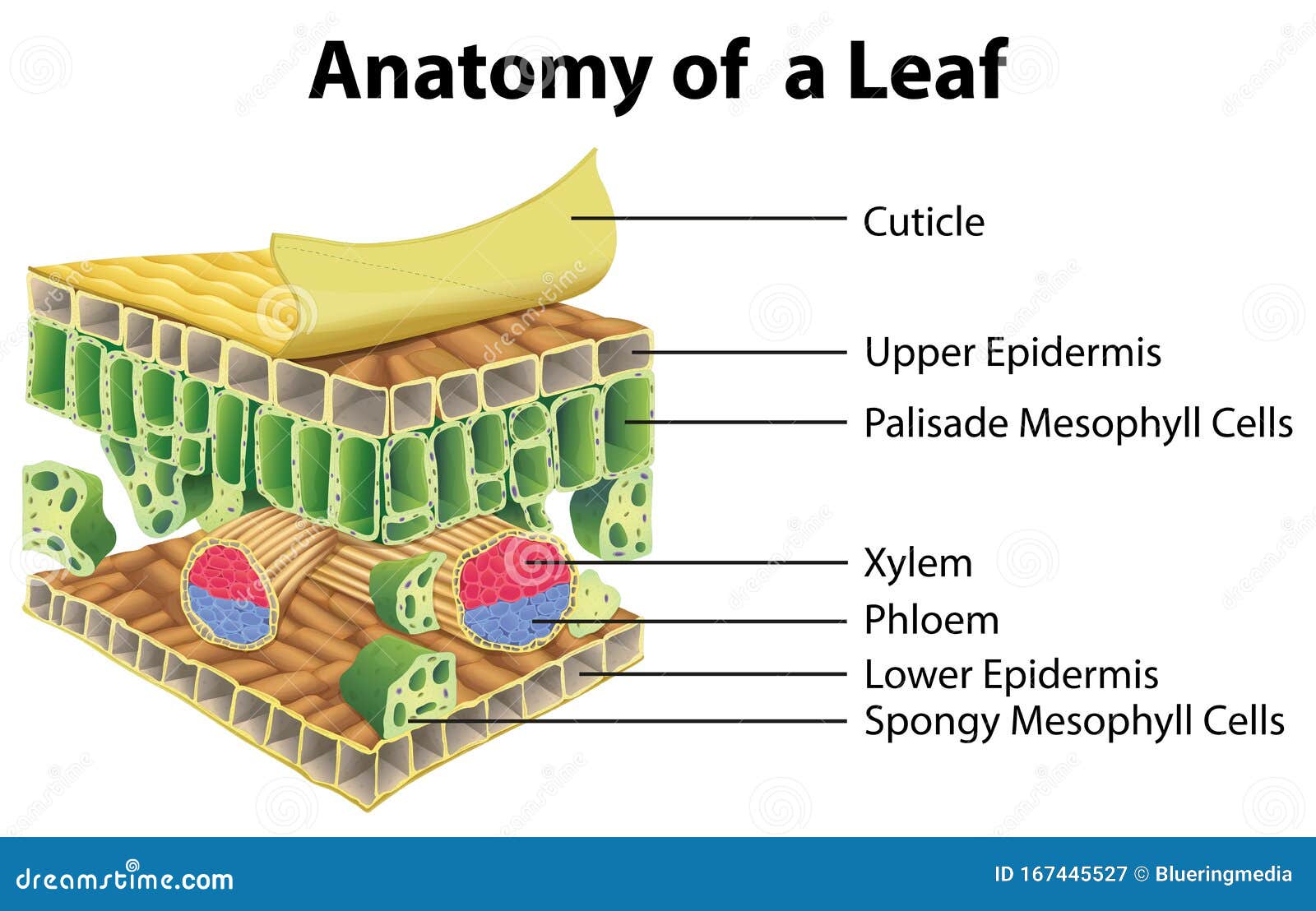 Diagram Showing Anatomy of a Leaf Stock Vector - Illustration of learn