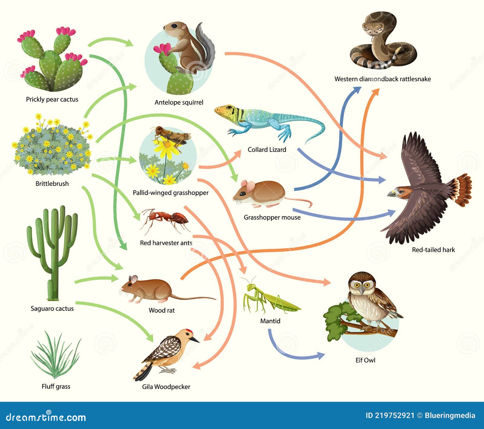 Diagram Showing Animal Food Chain on White Background Stock Vector ... Biology Diagrams