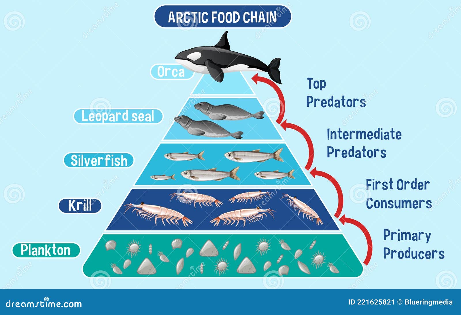 Bottlenose Dolphin Food Chain Biology Diagrams