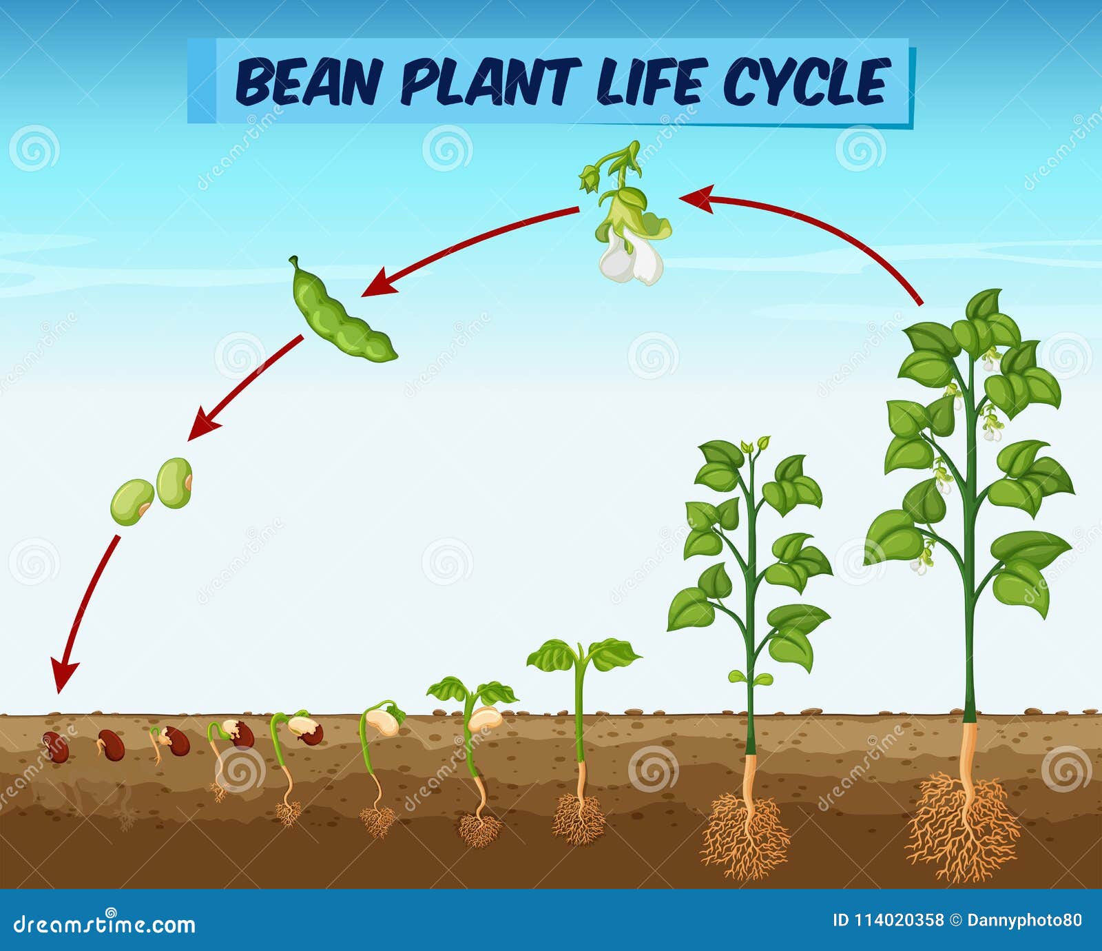 Diagram Showing Bean Plant Life Cycle Stock Vector - Illustration of ...