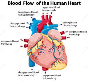 Human Heart Blood Flow Vector Illustration CartoonDealer 24311956