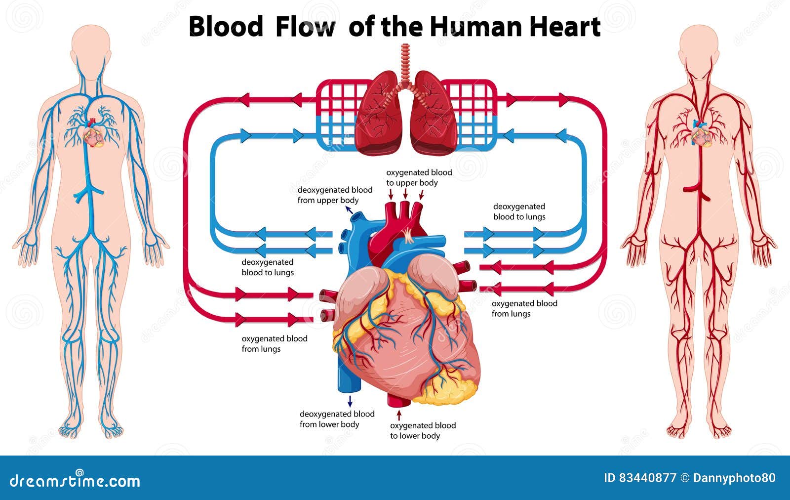 Human Heart Blood Flow Chart