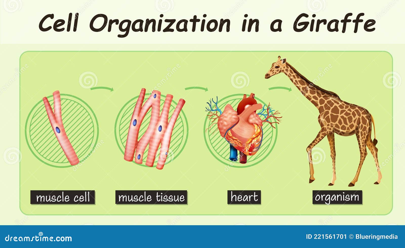 Diagram Showing Cell Organization in a Giraffe Stock Vector
