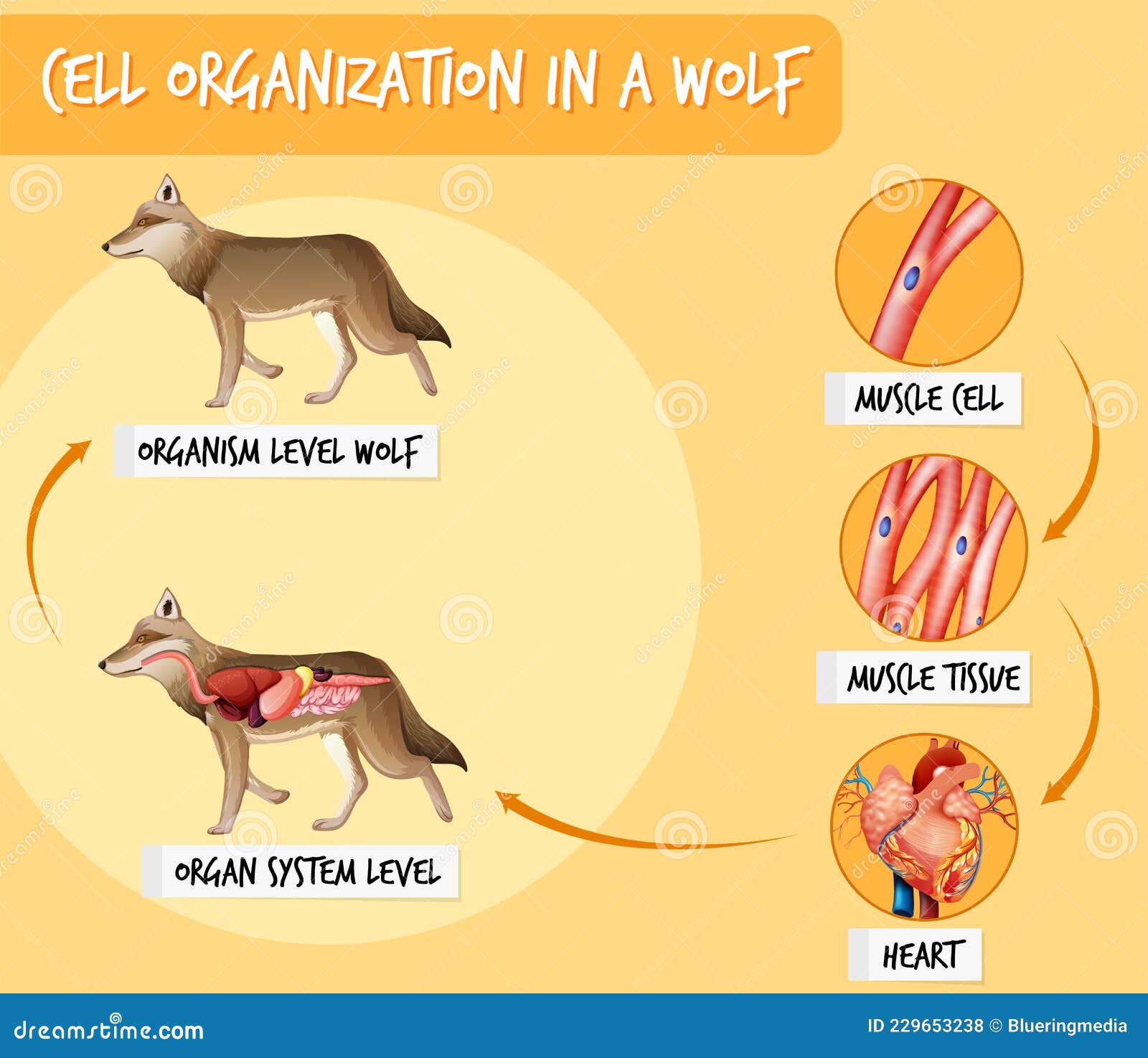 Diagram Showing Cell Organization in a Wolf Stock Vector - Illustration ...