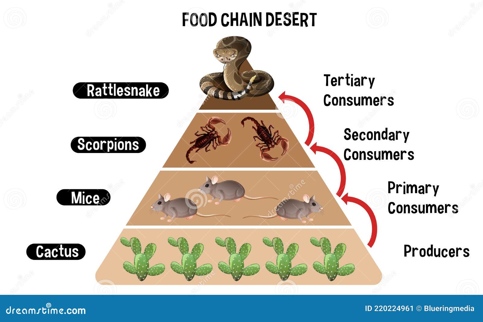Diagram Showing Animal Food Chain Stock Illustrations – 16 Diagram Showing Animal  Food Chain Stock Illustrations, Vectors & Clipart - Dreamstime