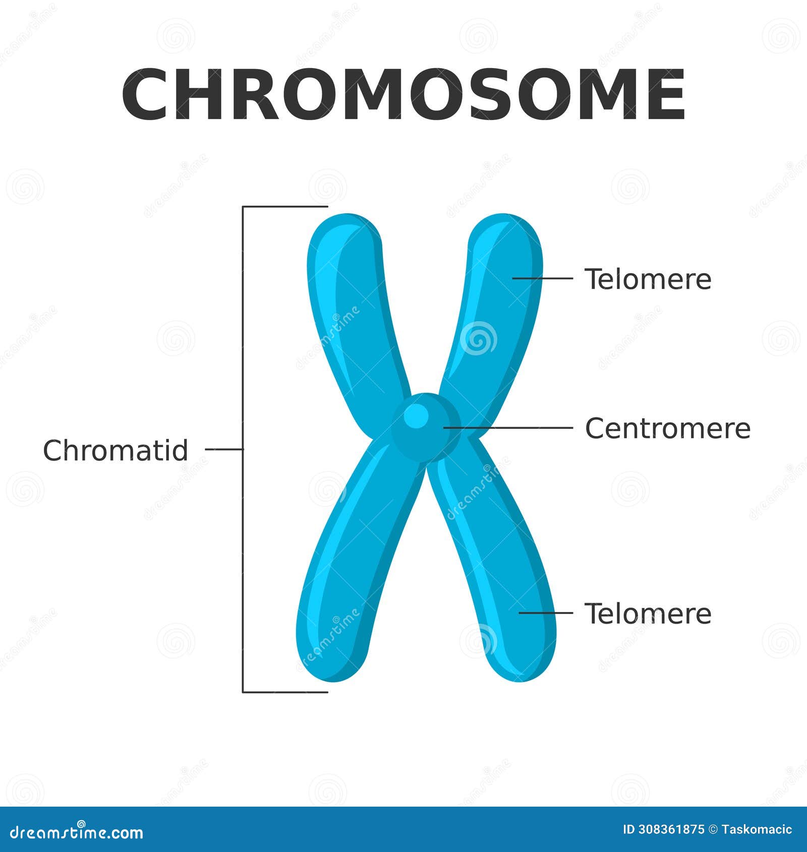 chromosome parts. structure of a chromosome. centromere, telomere, chromatids.