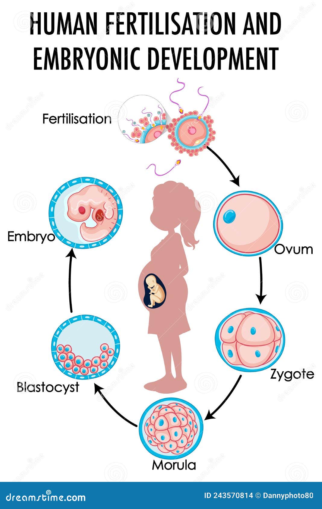 Diagram Showing Human Fertilization And Embryonic Development Stock Vector Illustration Of