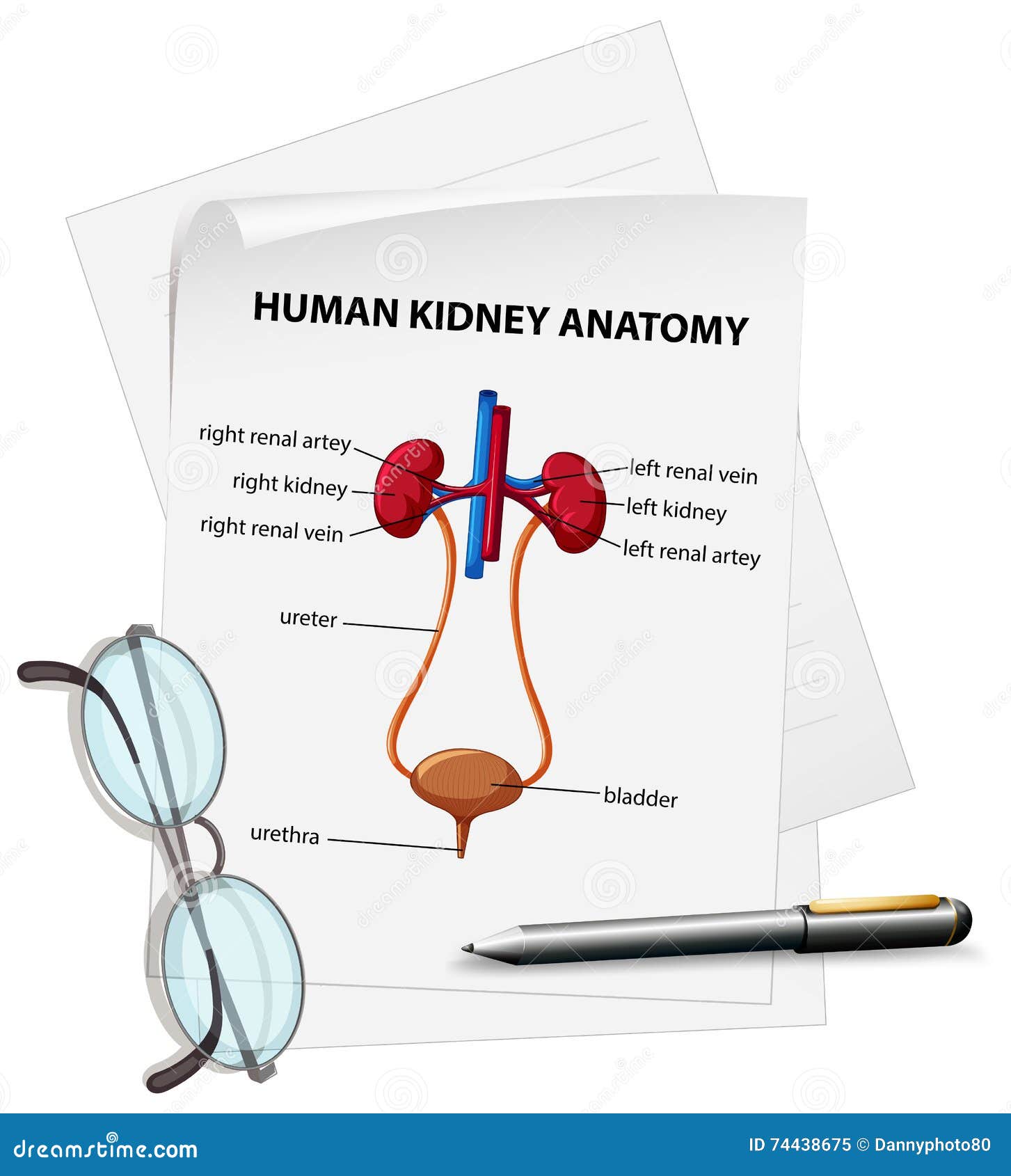 Diagram Showing Human Kidney Anatomy on Paper Stock Vector ... Biology Diagrams