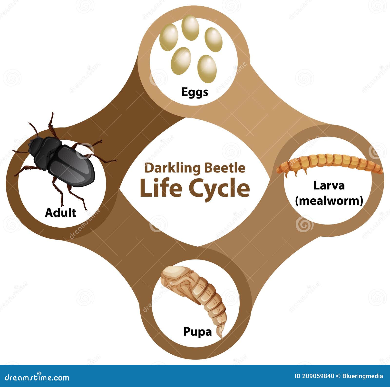 Biscuit beetle life cycle Biology Diagrams