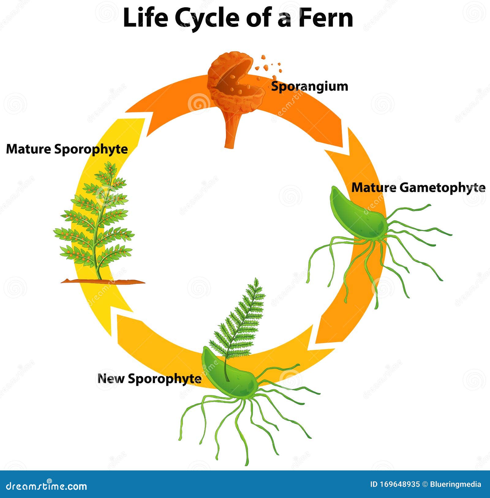 Life Cycle Of Fern Diagram