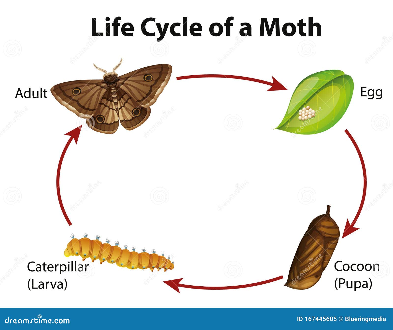 Diagram Showing Life Cycle of Moth Stock Vector - Illustration of ...