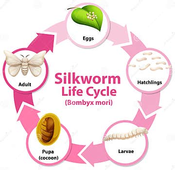 Diagram Showing Life Cycle of Silkworm Stock Vector - Illustration of ...