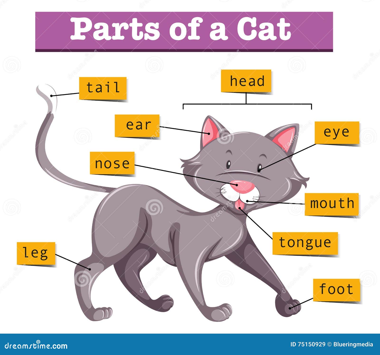 Diagram Showing Parts Of Cat Stock Vector