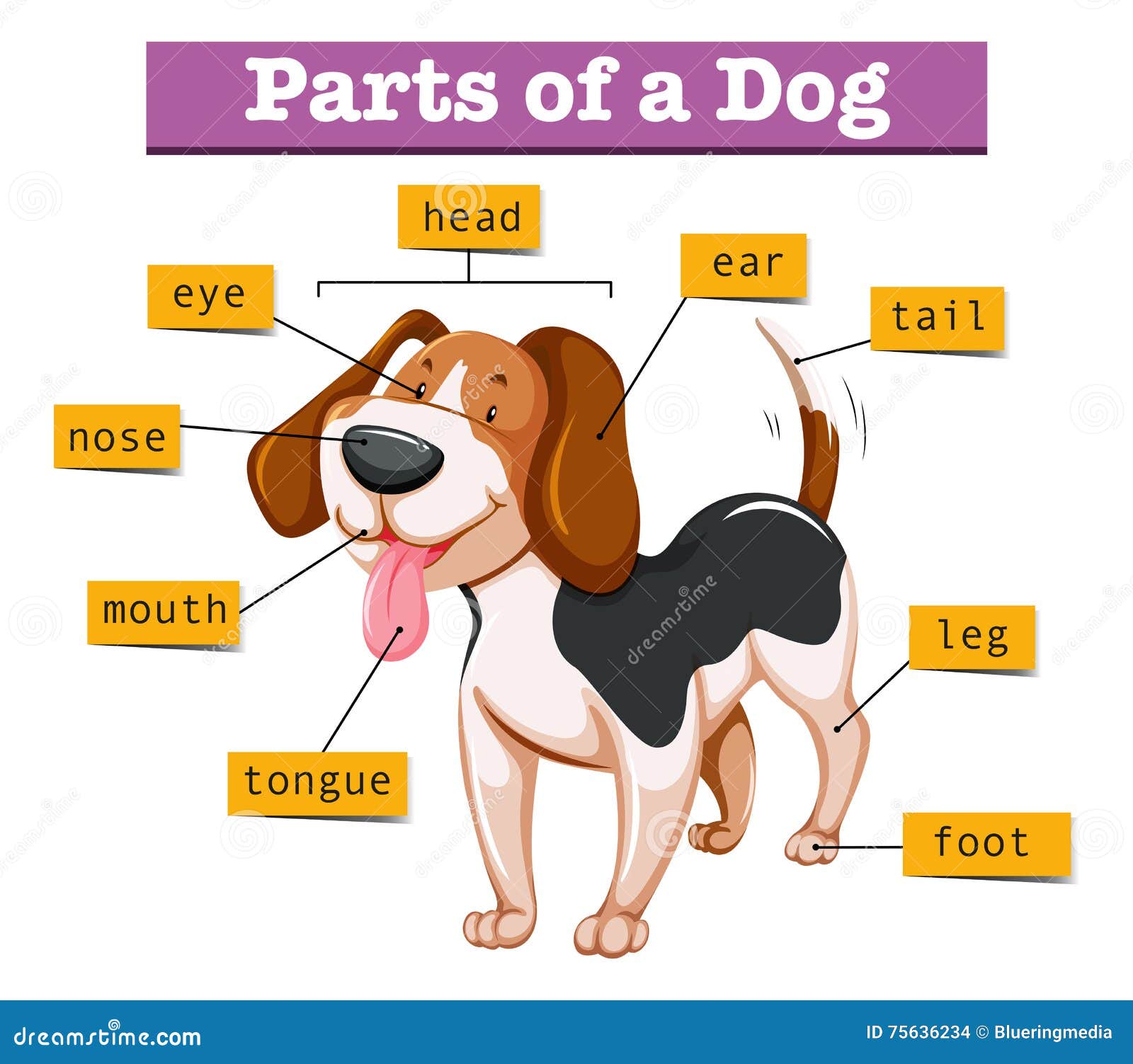 Diagram Showing Parts Of Dog Stock Vector