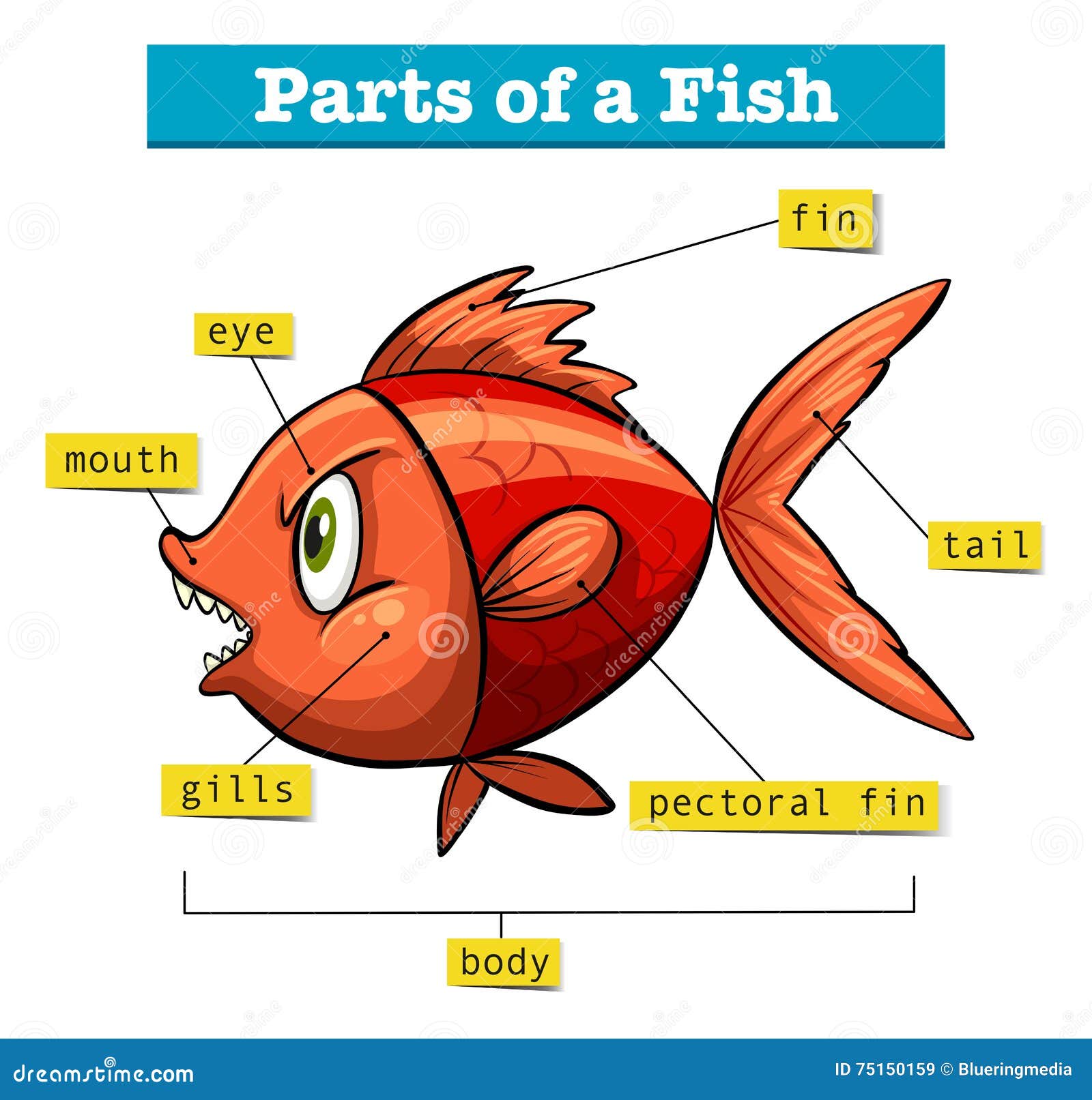 label-the-parts-of-a-fish-worksheet-digital