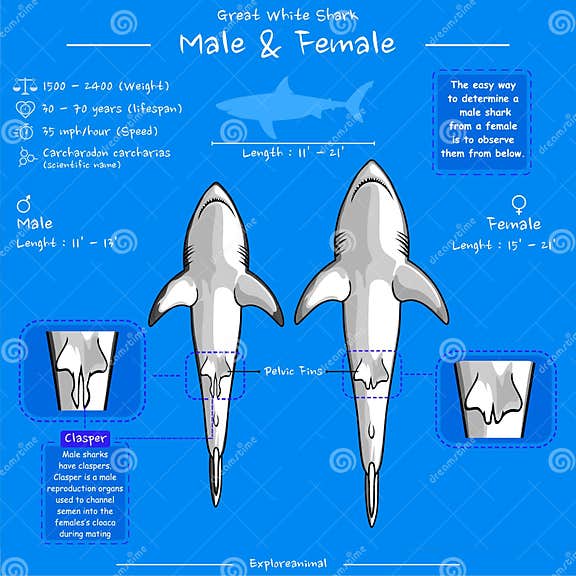Great White Sharks Male and Female Stock Vector - Illustration of