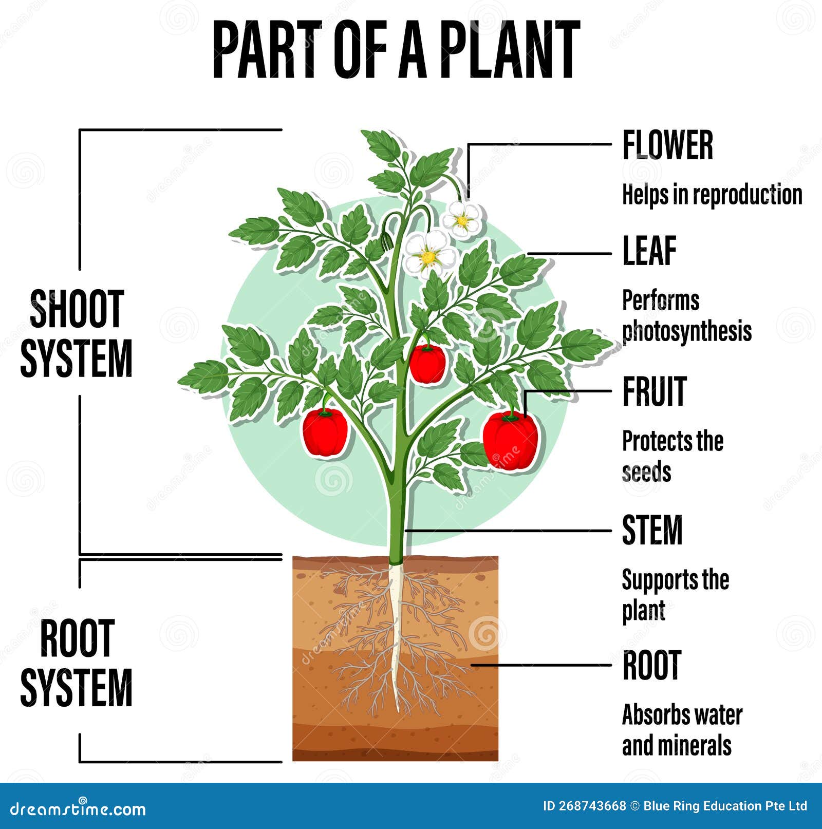 draw a diagram showing different edible parts of plants​ - Brainly.in