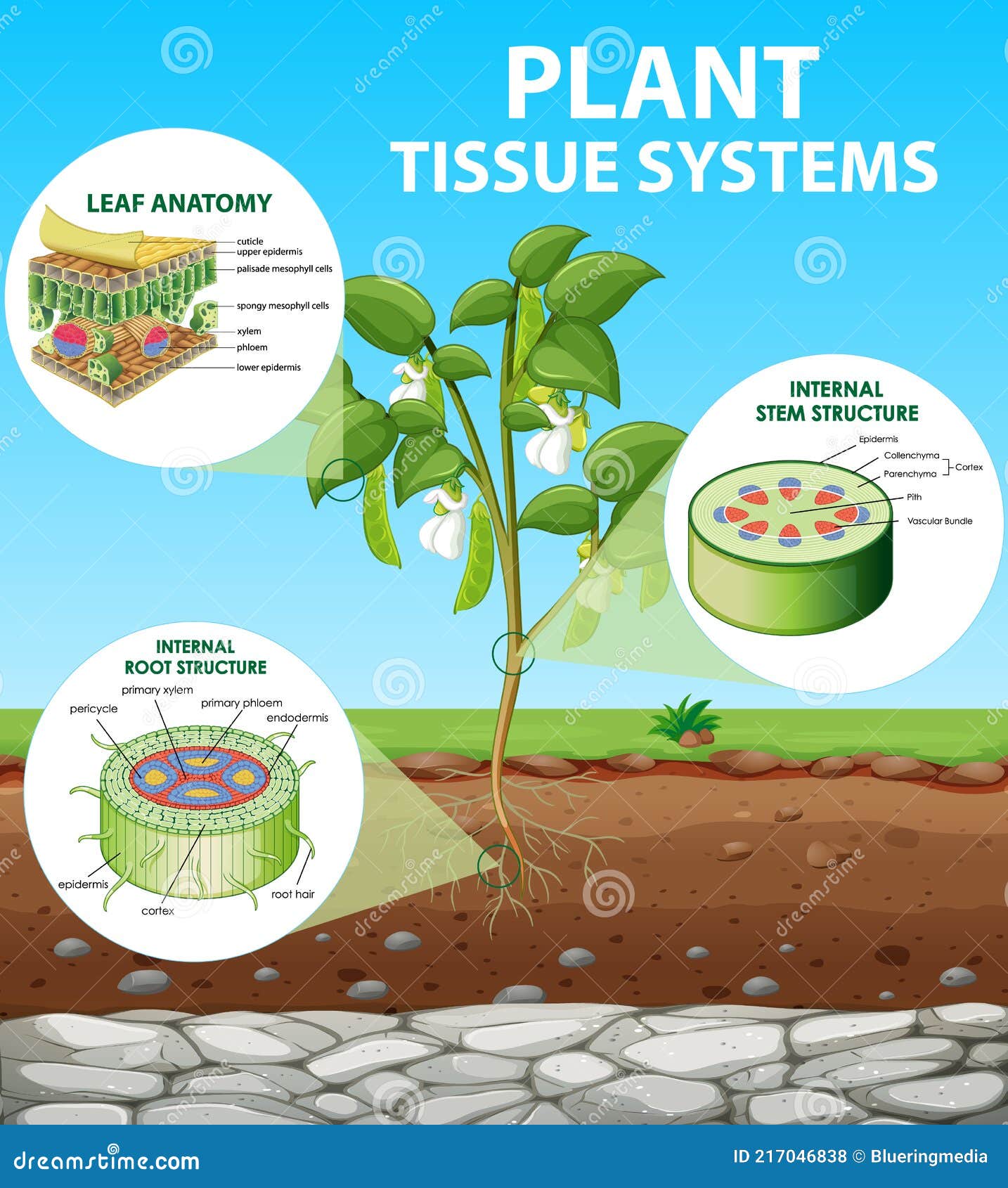 Plant Tissue Systems Vector Illustration. Labeled Biology Structure