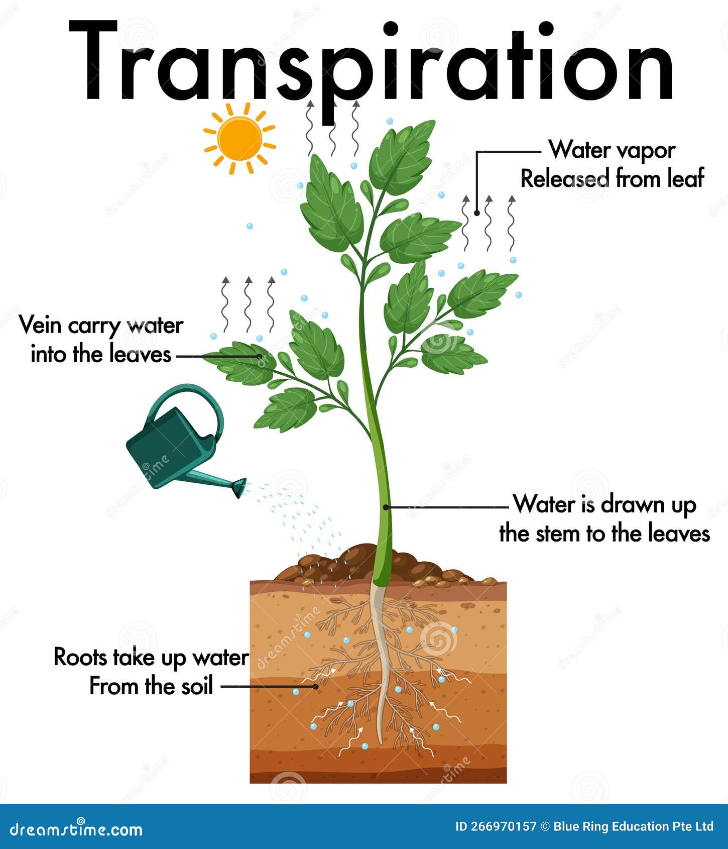 Transpiration transpiration