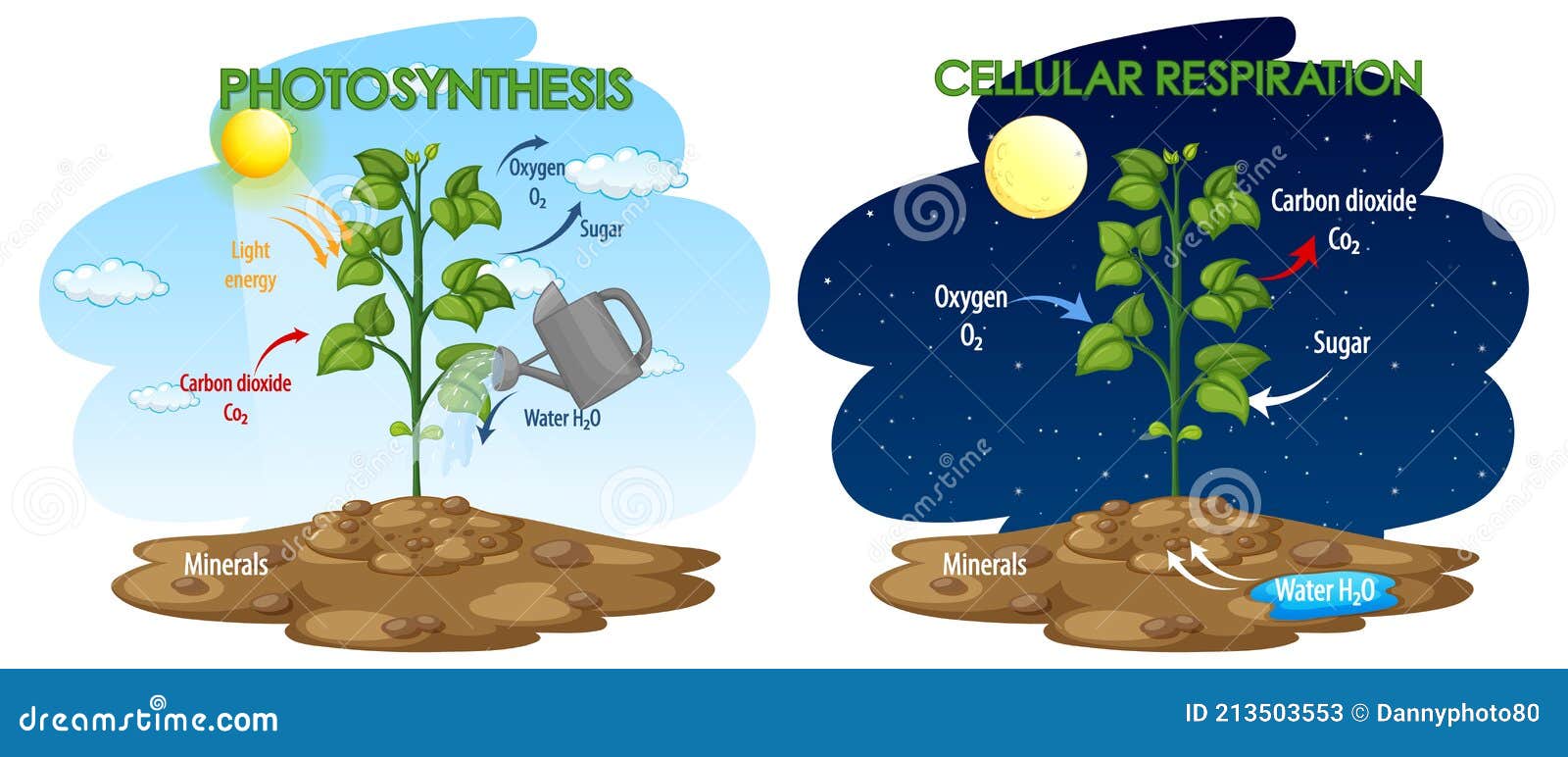 Cellular respiration and photosynthesis diagram