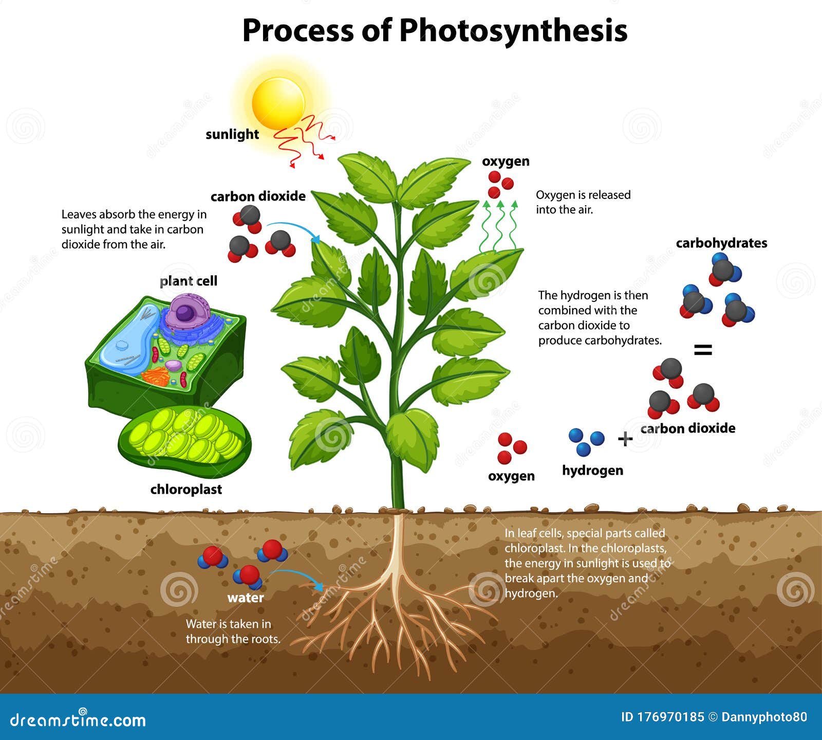 Diagram Showing Process Of Photosynthesis With Plant And Cells Stock photosynthesis-cycle