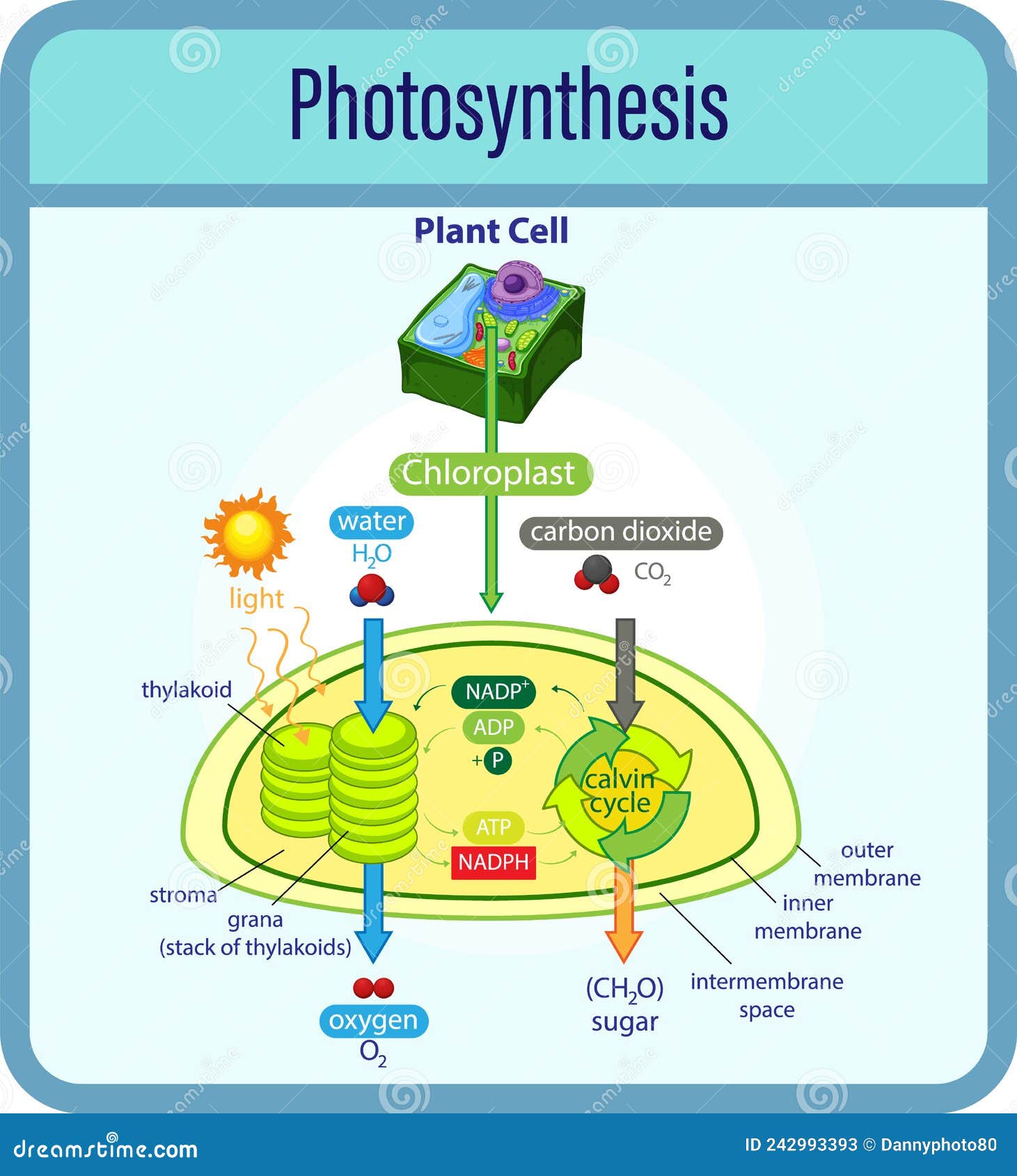 Diagram Showing Process Of Photosynthesis With Plant And Cells Stock diagram-showing-process-of-photosynthesis-with-plant-and-cells-stock