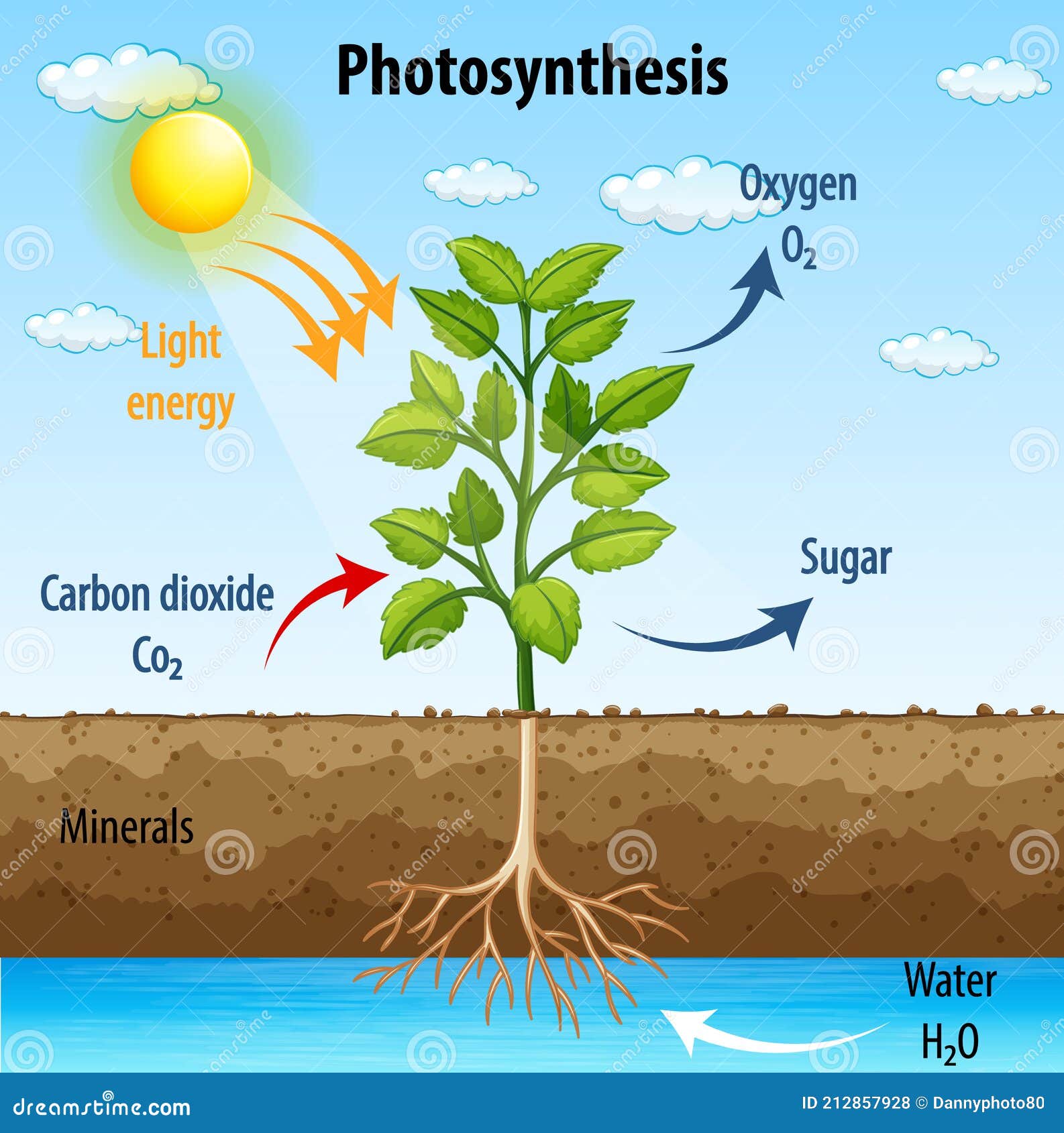 Photosynthesis Process Stock Illustrations 640 Photosynthesis Process Stock Illustrations Vectors Clipart Dreamstime