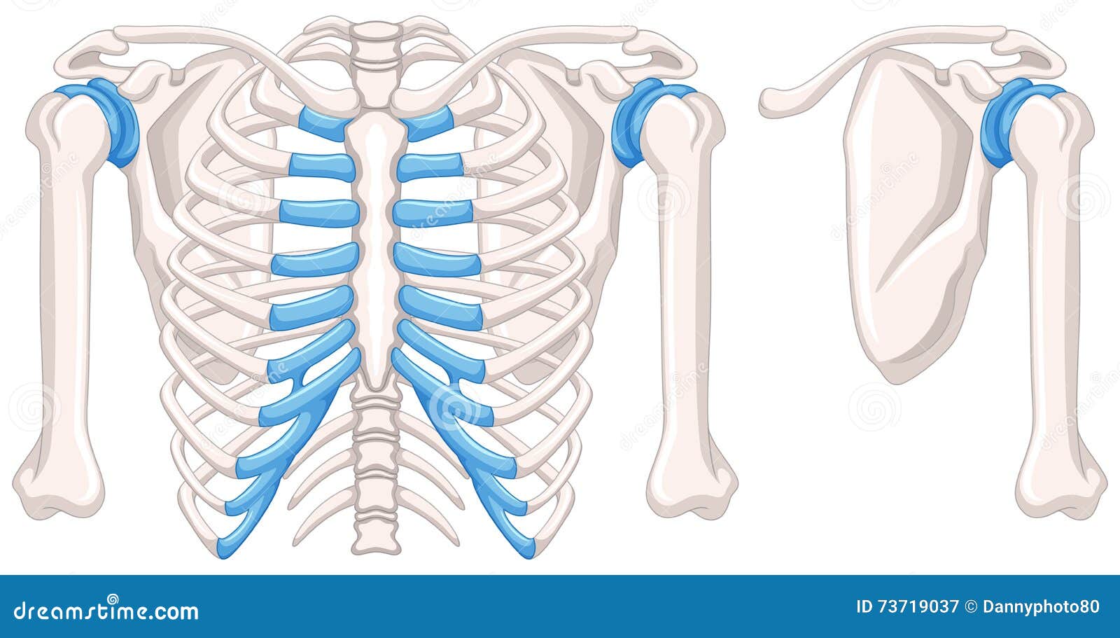 Diagram Showing Shoulder Bones Stock Vector - Illustration of technical