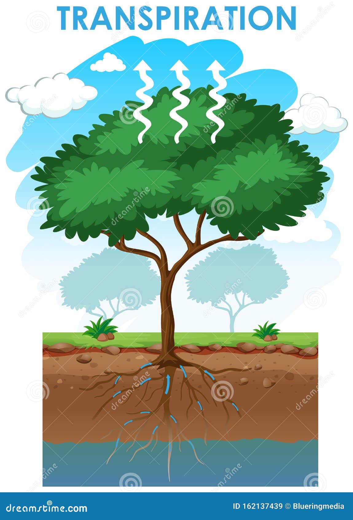 Diagram Showing Transpiration Of Tree Stock Illustration - Illustration