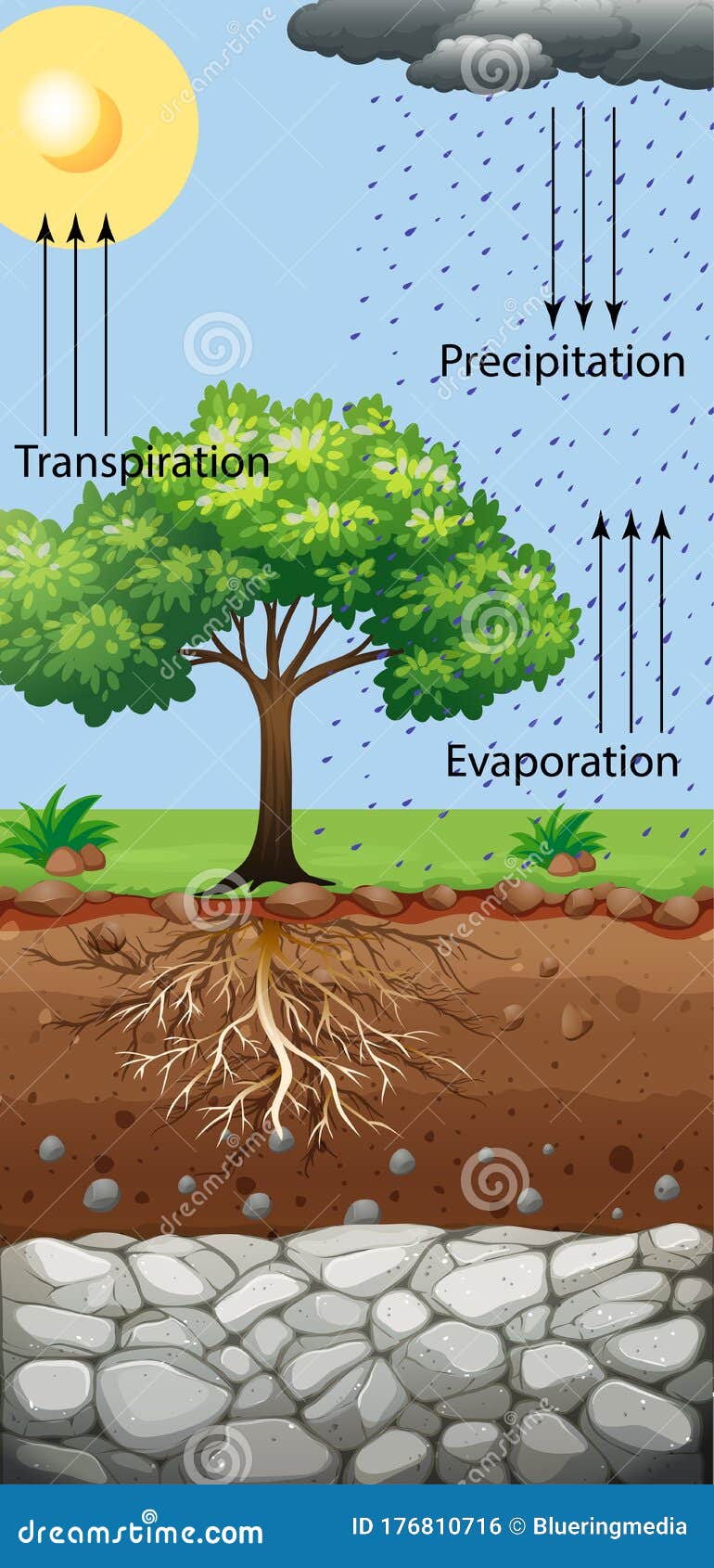 Diagram Showing Tree And Transpiration Stock Vector - Illustration of