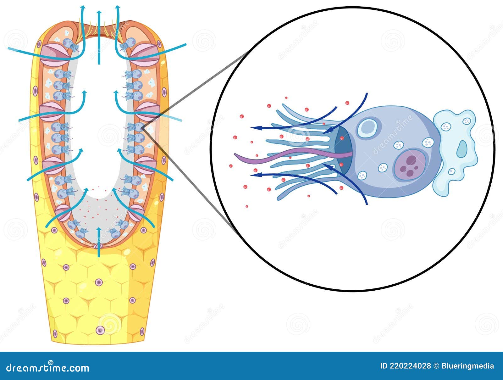 Hermaphrodites Cartoons, Illustrations & Vector Stock Images 22