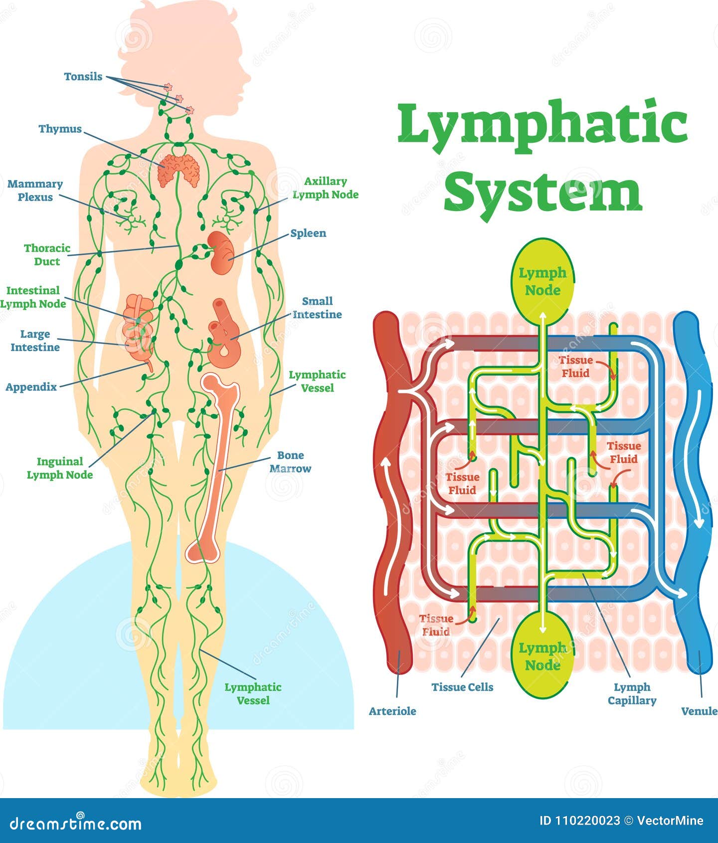 Diagrama anatómico del ejemplo del vector del sistema linfático, esquema médico educativo