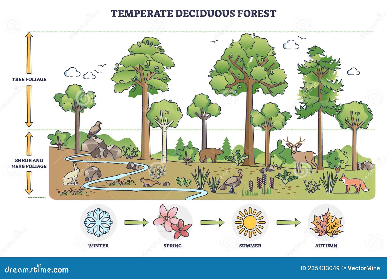 Diagrama De Esquema De Descripción Del árbol De Bosque Caducifolioso Y  Arbusto Ilustración del Vector - Ilustración de hoja, arbusto: 235433049