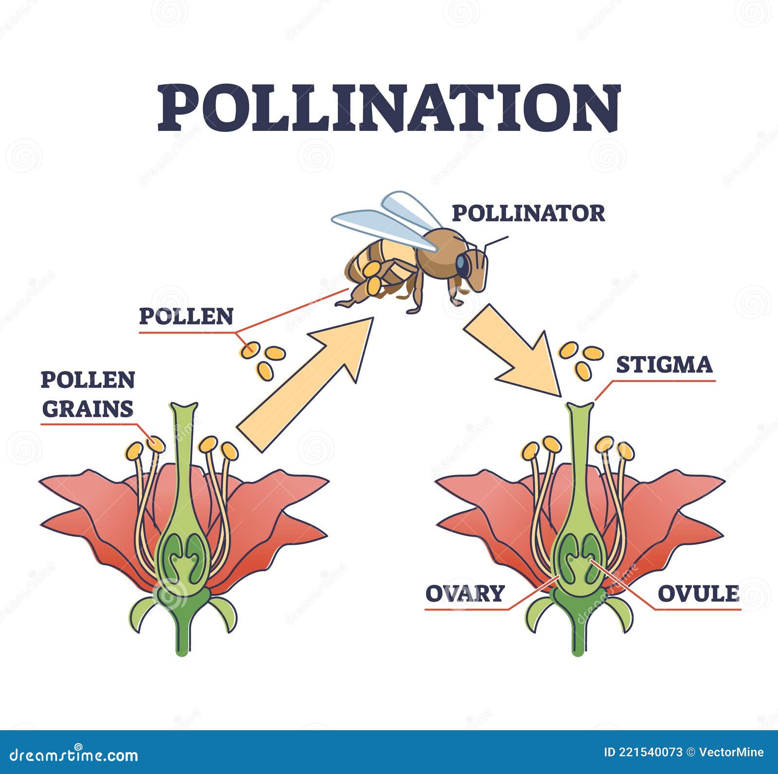 Diagrama De Esquema De Procesos De Polinización Como Reproducción De  Plantas Y Vegetación Ilustración del Vector - Ilustración de flor, granos:  221540073