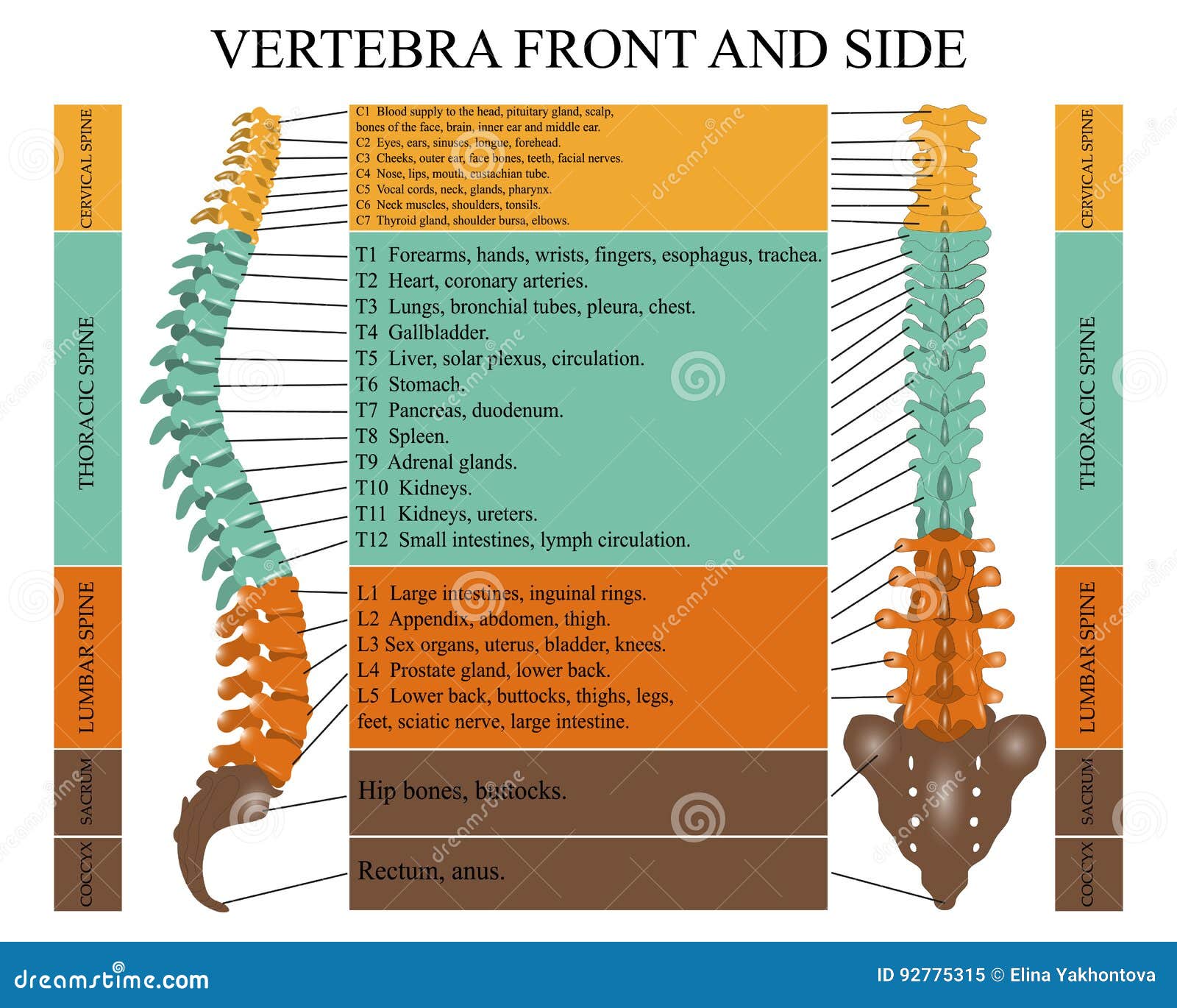 Diagrama De Una Espina Humana En Frente Lado Con El Nombre Y La Descripción De Todas Secciones De Las Vértebras, Eje Ilustración del Vector Ilustración de espinal, cuerda: