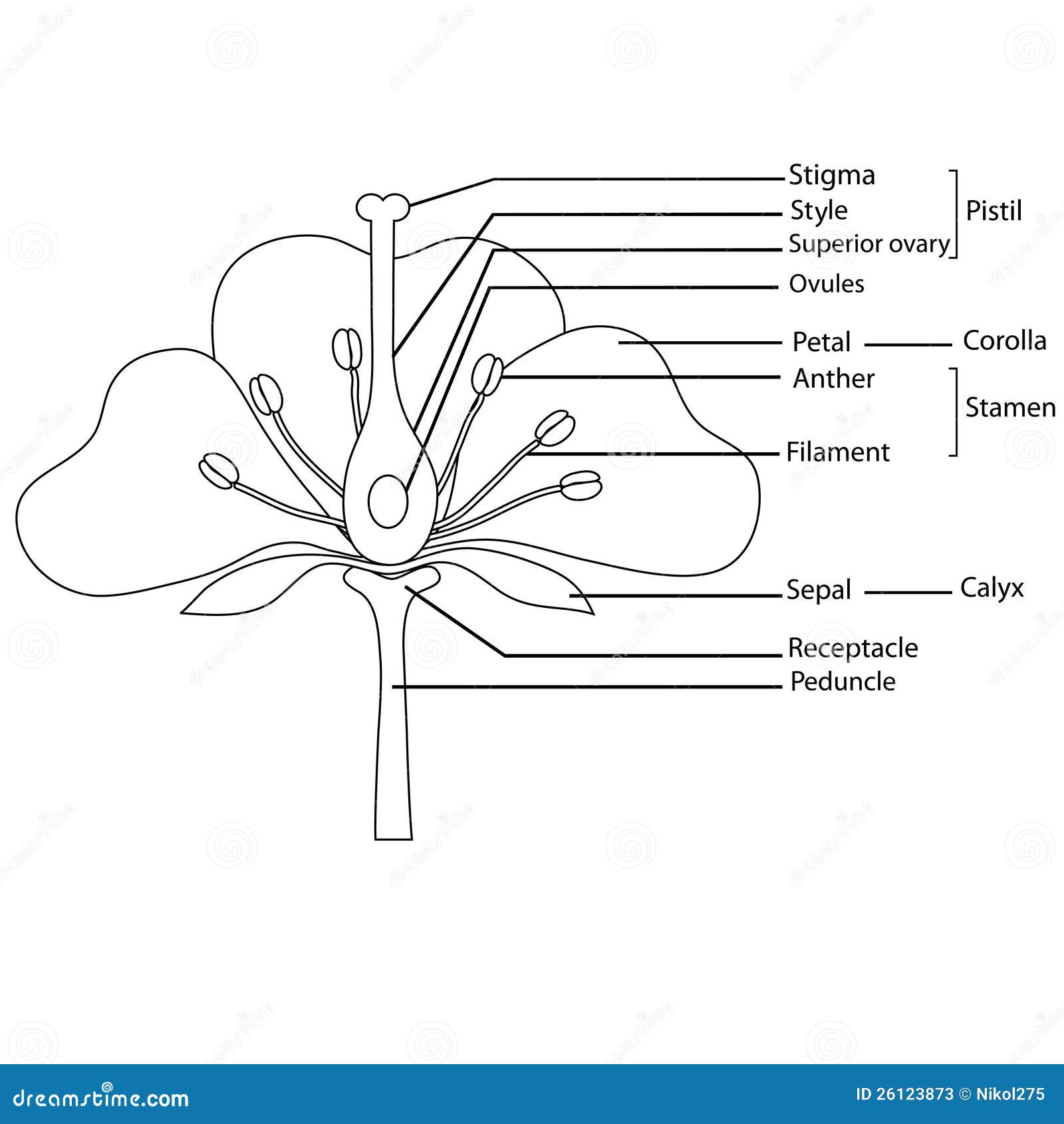 Diagrama de una flor ilustración del vector. Ilustración de negro - 26123873