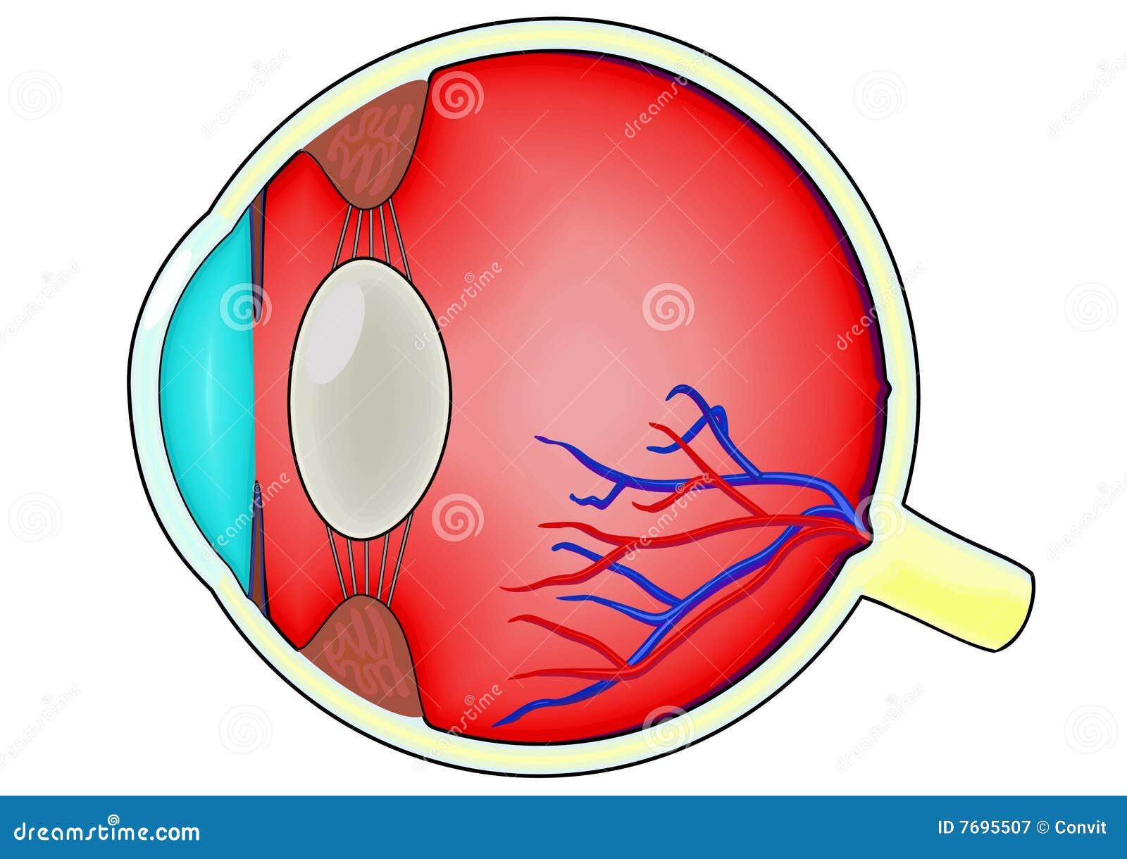 Diagrama del ojo humano ilustración del vector. Ilustración de
