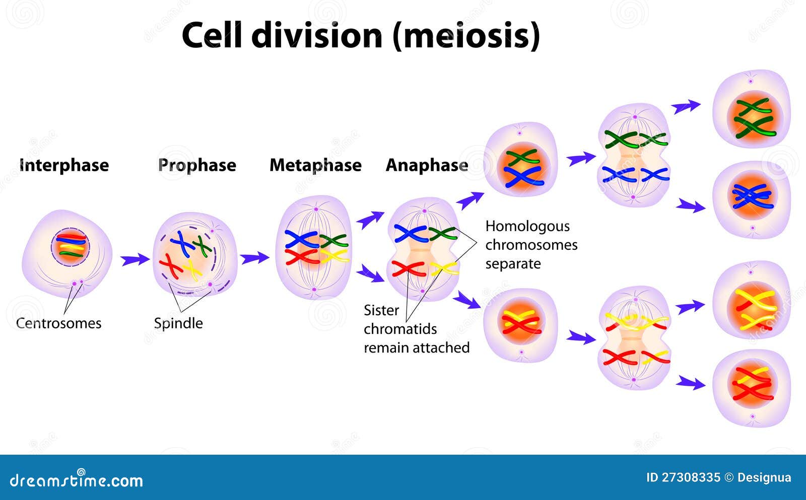 Las 8 Fases De La Meiosis Y Cómo Se Desarrolla El Proceso Images And