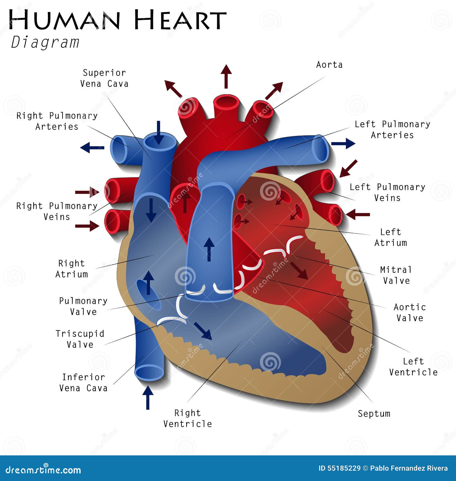 Diagrama Humano Del Corazón Stock De Ilustración Ilustración De