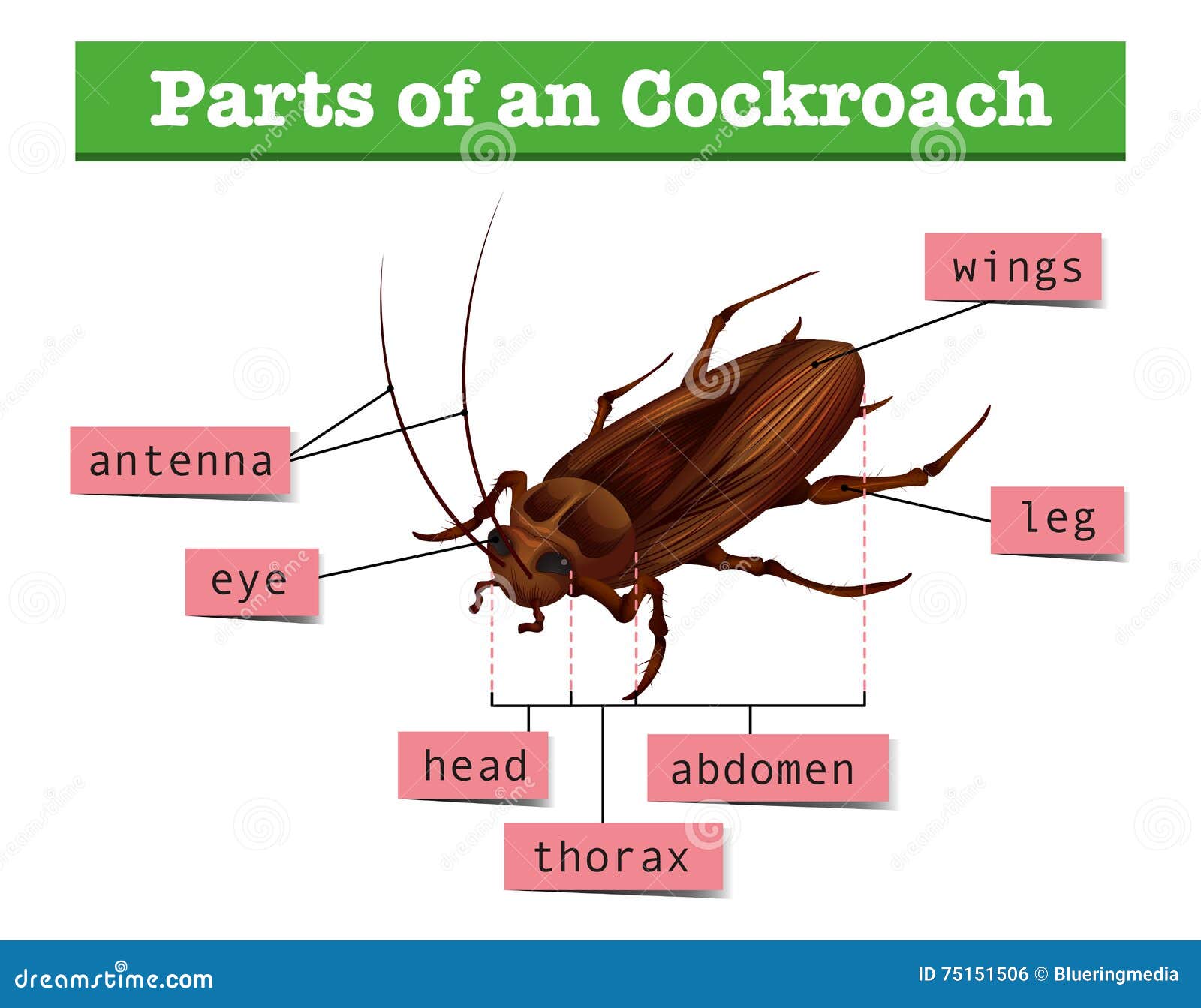 Diagrama Que Mostra Partes Da Barata Ilustração do Vetor Ilustração
