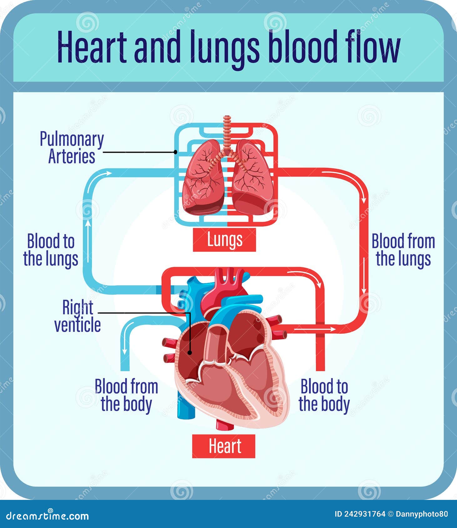 Diagrama Que Muestra El Flujo Sanguíneo Del Corazón Humano Ilustración