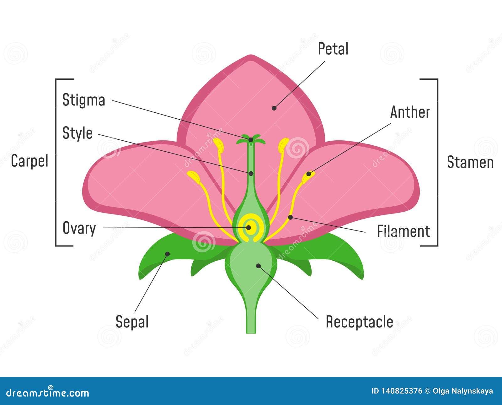 Diagramma Delle Parti Del Fiore Illustrazione Vettoriale Illustrazione Di Corolla Foglio