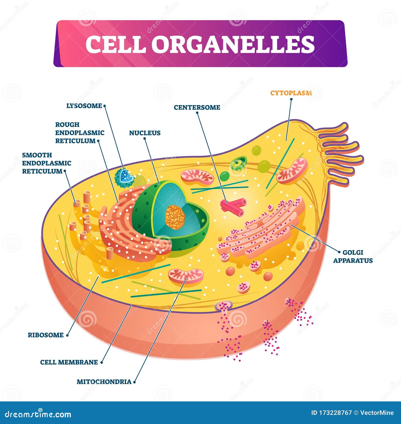 free download organelles free download organelles